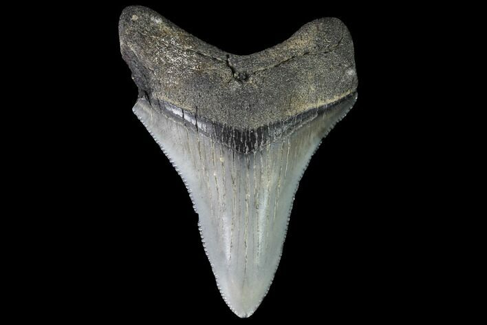 Serrated, Juvenile Megalodon Tooth - Georgia #90826